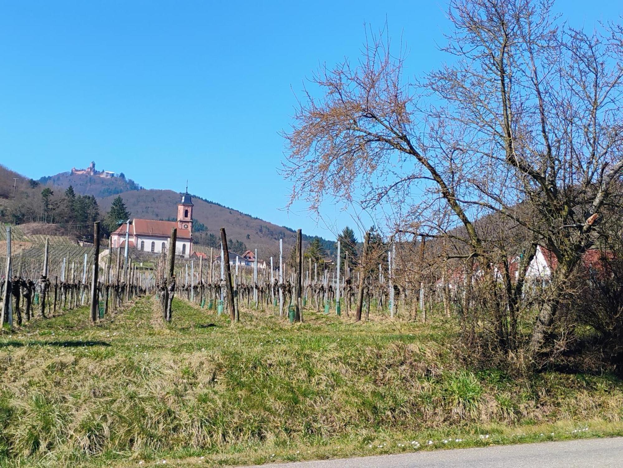 Le Marronnier - Au Calme - Parking & Terrasse - Pres De Colmar Et Riquewihr - Route Des Vins * Chatenois (Bas-Rhin)